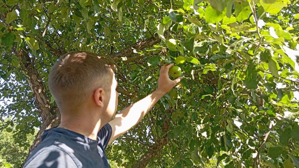 Ставлю ловчий пояс на 4 дерева без клея: кора не трескается, вредители не лезут - урожай яблок и груш собираю тележками