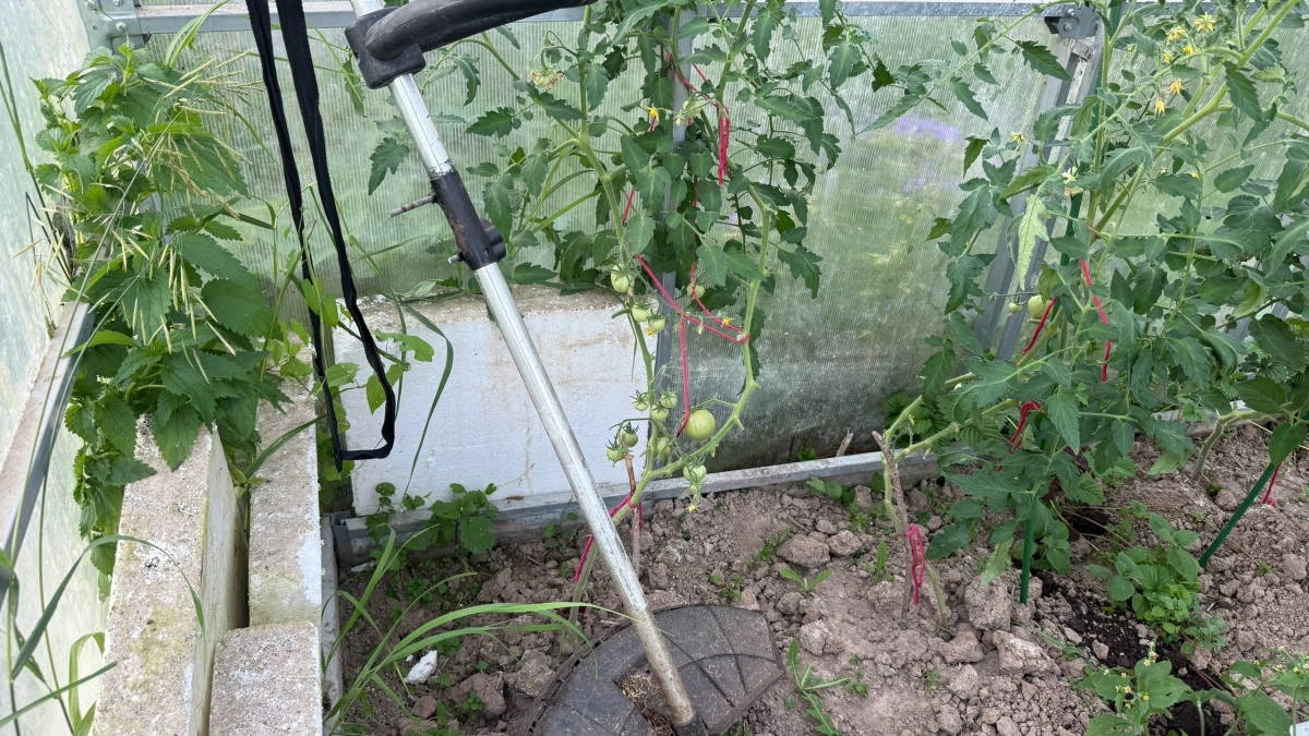 Стоит ли менять грунт в теплице каждый год: агрономы разрешили спор дачников - простой способ повысить урожай