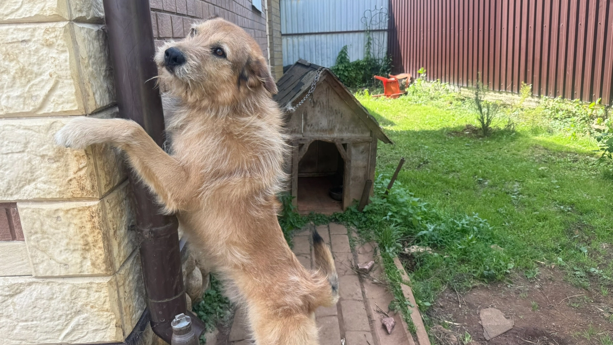 Пару капель питомцу на холку и два пшика себе на одежду: и барьер от клещей готов - копеечное средство, а защищает как дорогой эмолент 