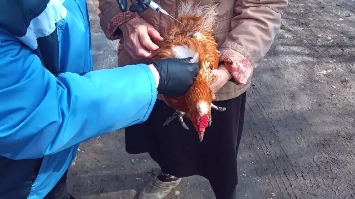 В Мордовии планируют привить от гриппа 300 тысяч кур