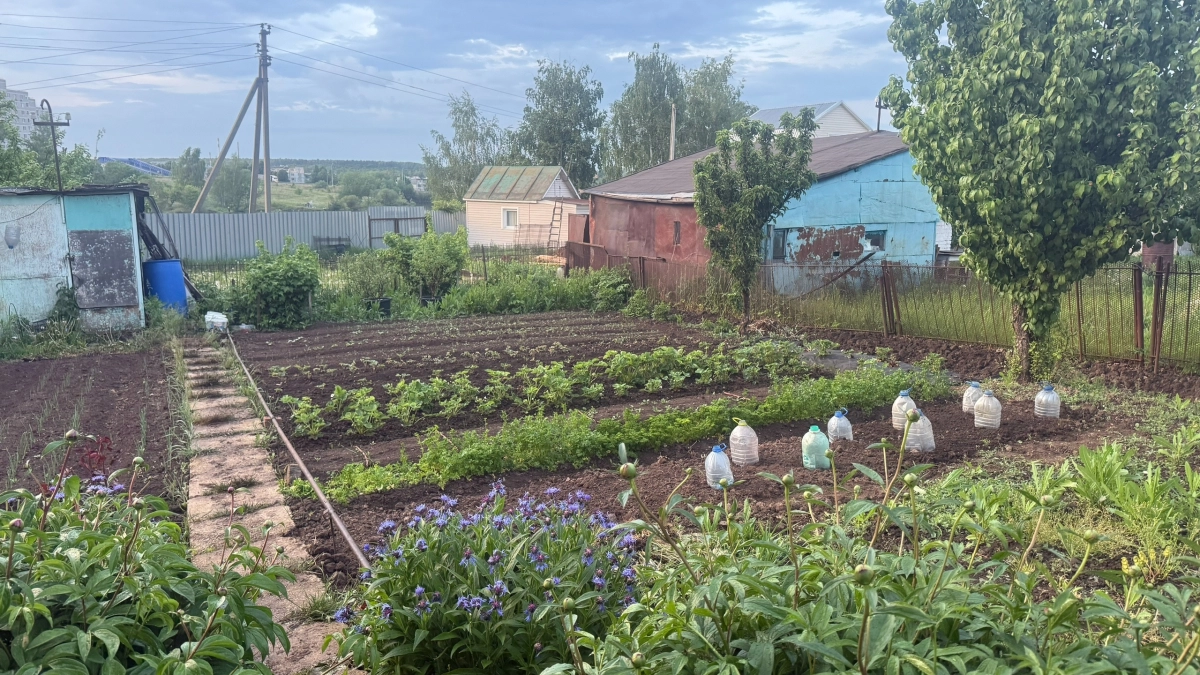 Дешёвый способ защитить участок: стакан крупы прогоняет клещей быстрее химии