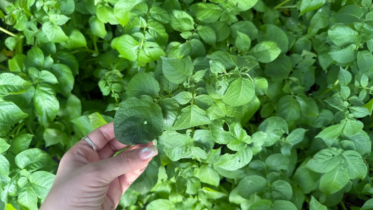 4 капли в лунку — и картошка прёт из почвы гроздьями: клубни гладкие, крупные, как куриное яйцо, без проволочника