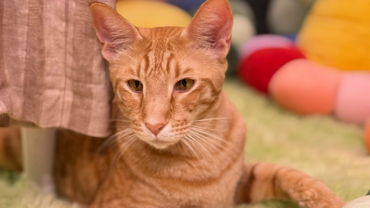 Саранцы рискуют нарваться на поддельные ветпрепараты в интернете: из 36 точек у 50% контрафакт