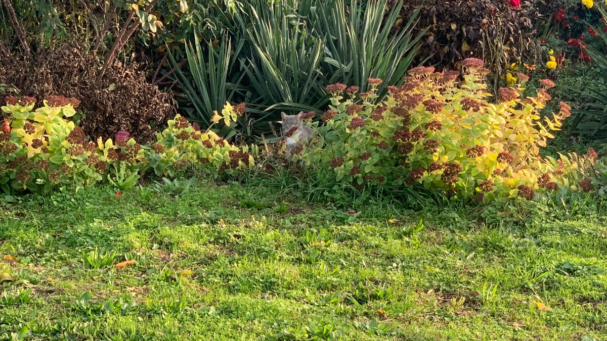 Белая ткань с палкой – это все, что нужно: как быстро проверить участок на клещей за 5 минут