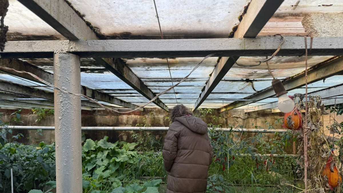 Убираю тлю с муравьями одной левой: беру один сорняк – и огород защищен навсегда