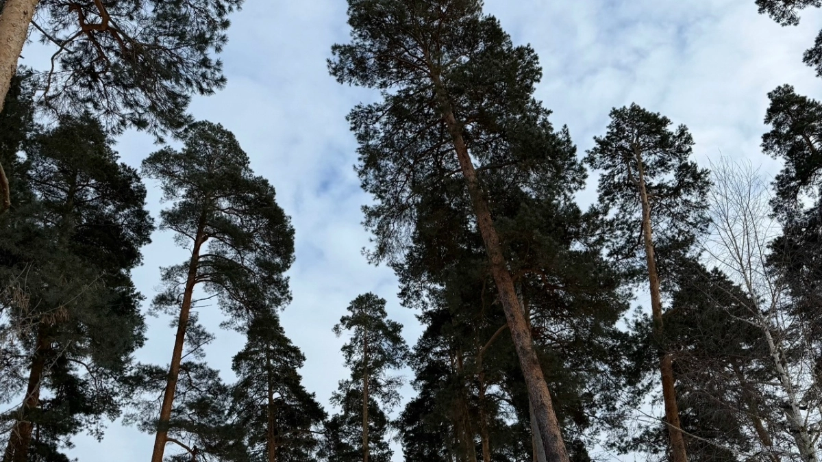 Власти намерены восстановить 1667 гектаров леса в Мордовии