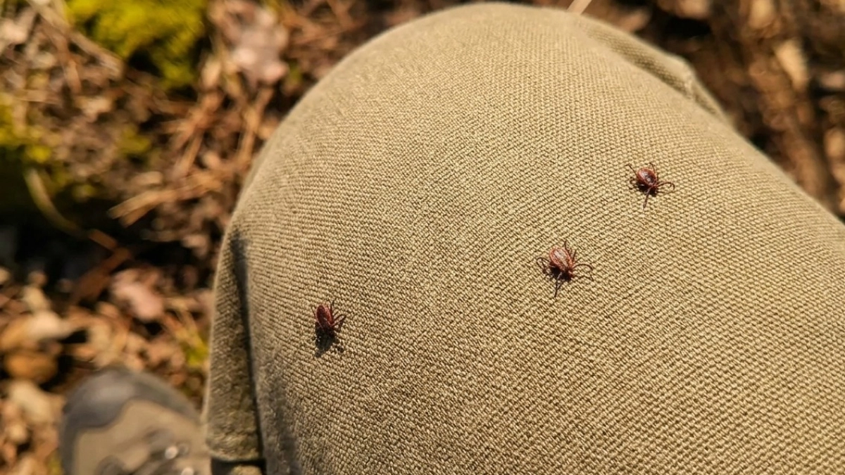 3 мазка по рукам и ногам - на природе сидим на траве хоть часами: клещи от запаха удирают вприпрыжку