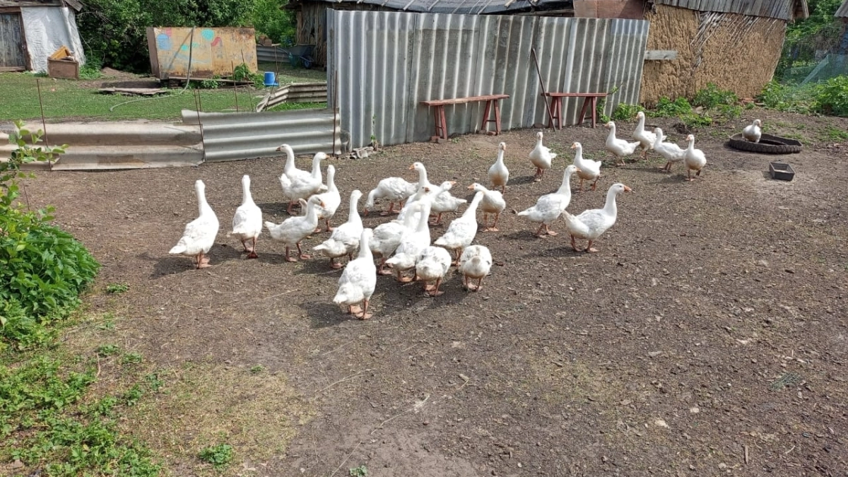 Приблизился на метр - теперь под снос: на каком расстоянии от забора соседей можно строить сарай