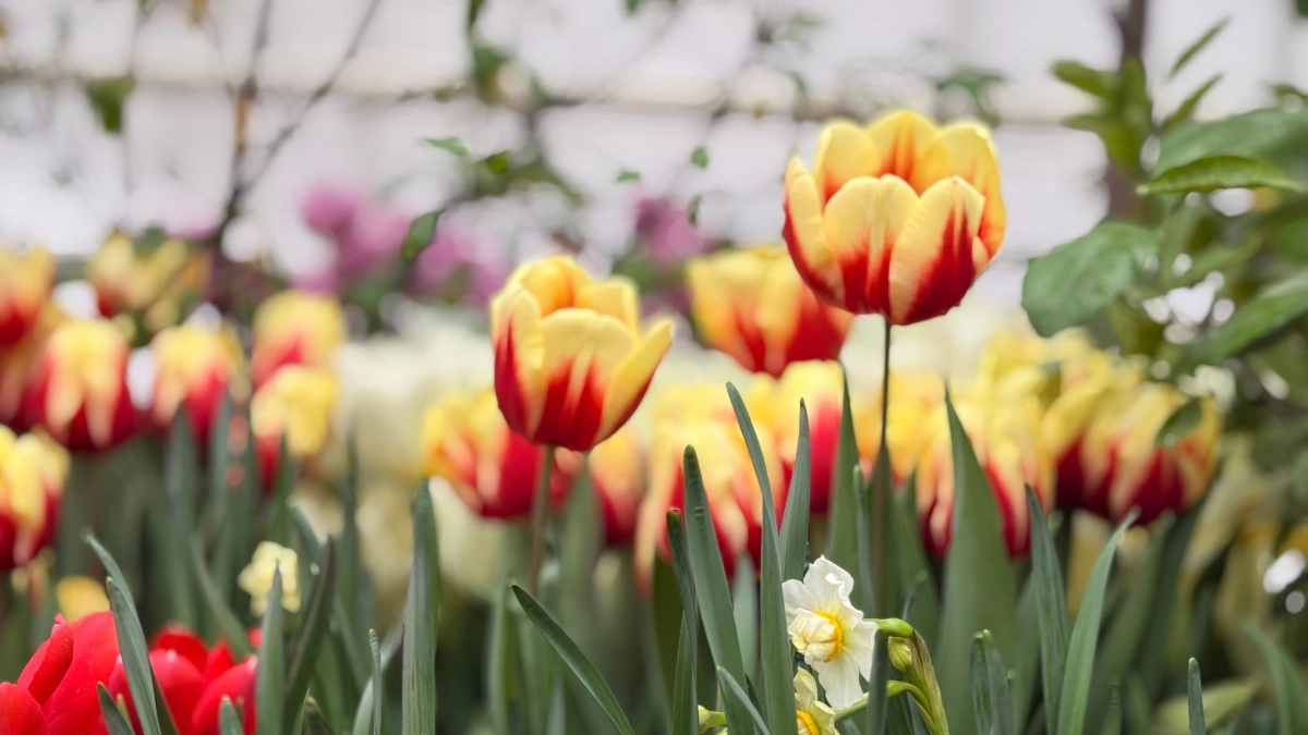Смешиваю 3 удобрения в апреле — и тюльпаны благоухают до июля: яркие и крепкие бутоны превратили дачу в ароматный оазис 