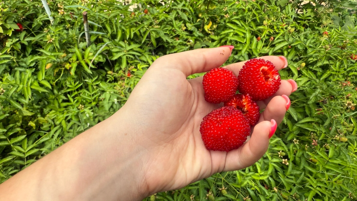 Опрыскал малину "ядреным" порошком — о долгоносике забыл на весь сезон: потратил 10 минут в апреле — и бед не знаю