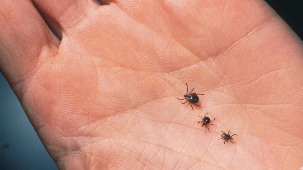 Клещи бьются в конвульсиях от этого "аромата": хватит нескольких капель простейшего средства из аптеки