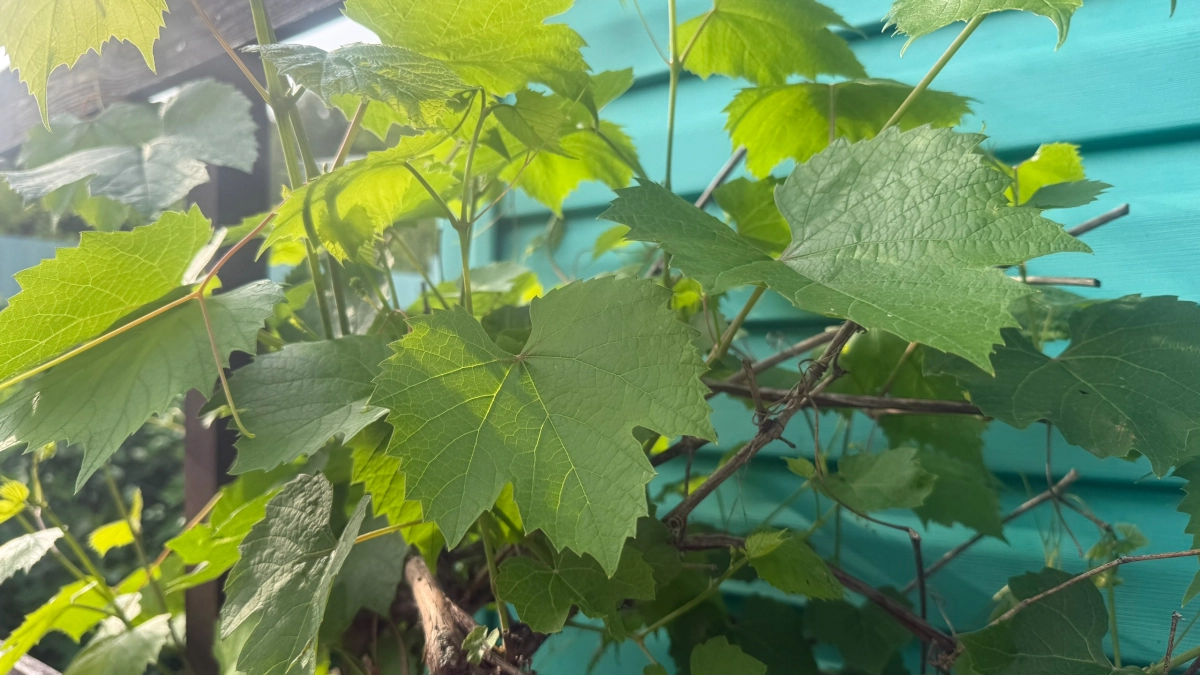 Смородине в апреле – как воздух: 1 ложка на 10 л – и летом собираем ягоды ведрами, сладкие и размером с монету 