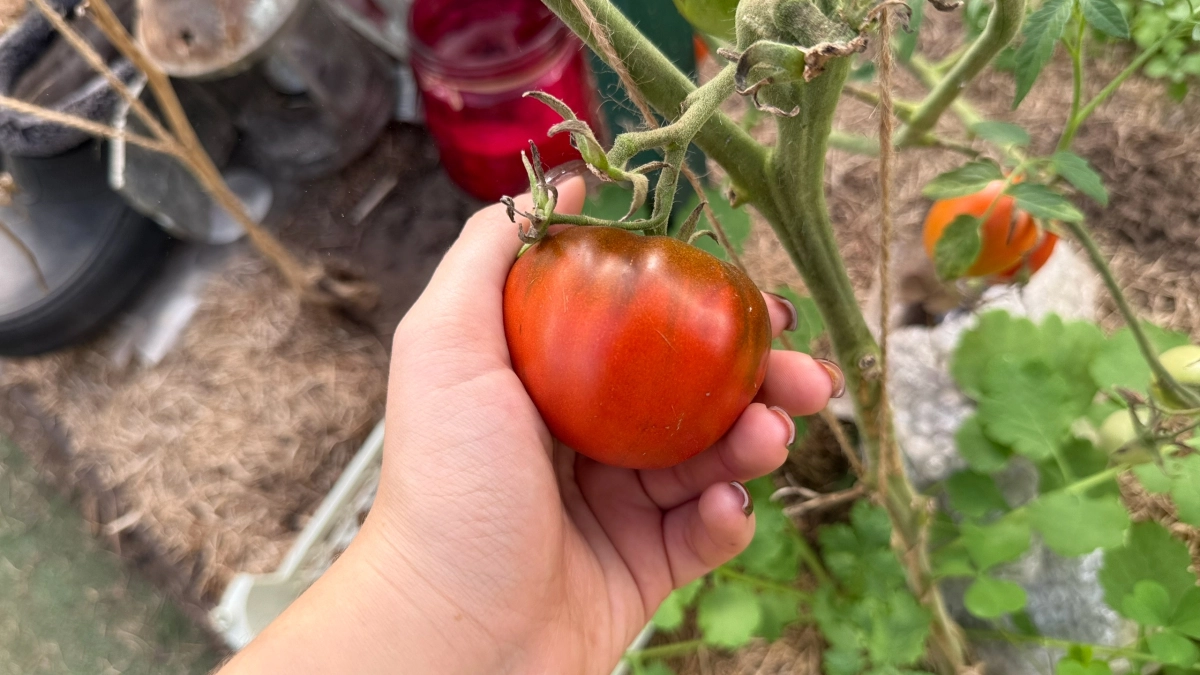 Посадите эти растения рядом — и томаты взорвутся урожаем: хитрый трюк бывалых огородников