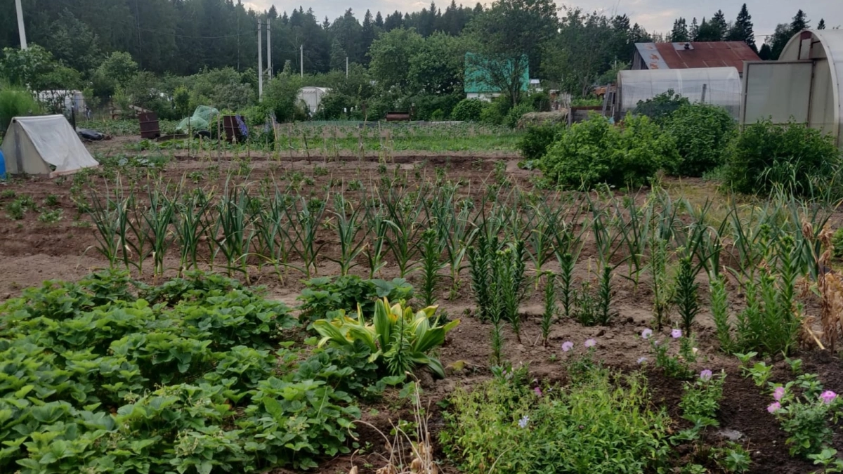 Избавилась от клещей на своем участке: посадила 1 растение - вредители без оглядки бегут на соседские кусты 