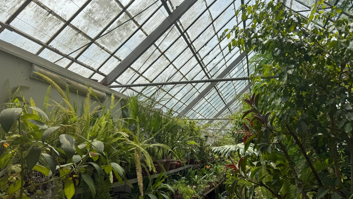 Приколотила к потолку дощечку — прогнала из теплицы белокрылку: простой способ без химозы и танцев с бубнами 