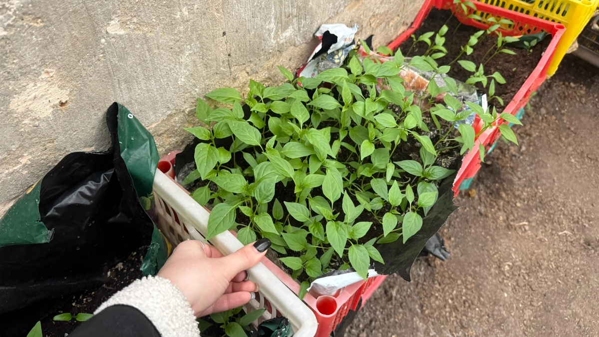 2 блистера растолкла в пыль - и рассада прёт как на дрожжах: корни мощные, стебли крепкие, хоть на рынке продавай