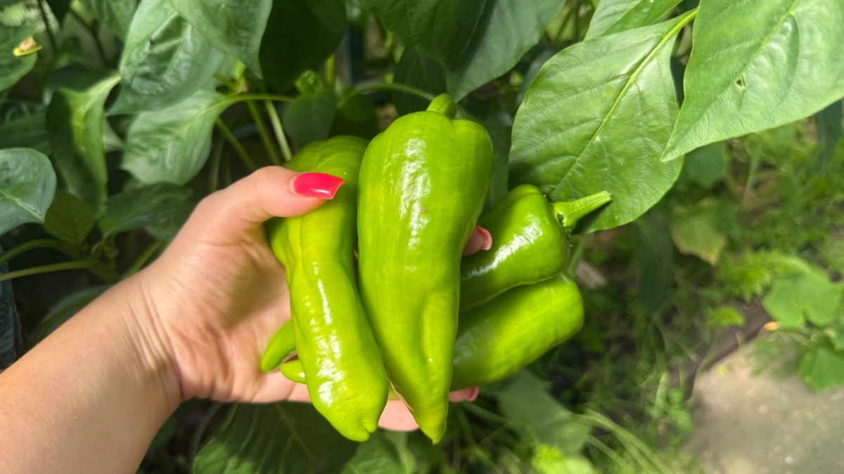 К концу апреля рассаде - важнее воды: 1 ампула под корень - и перцы как зеленые качки, мощные и коренастые