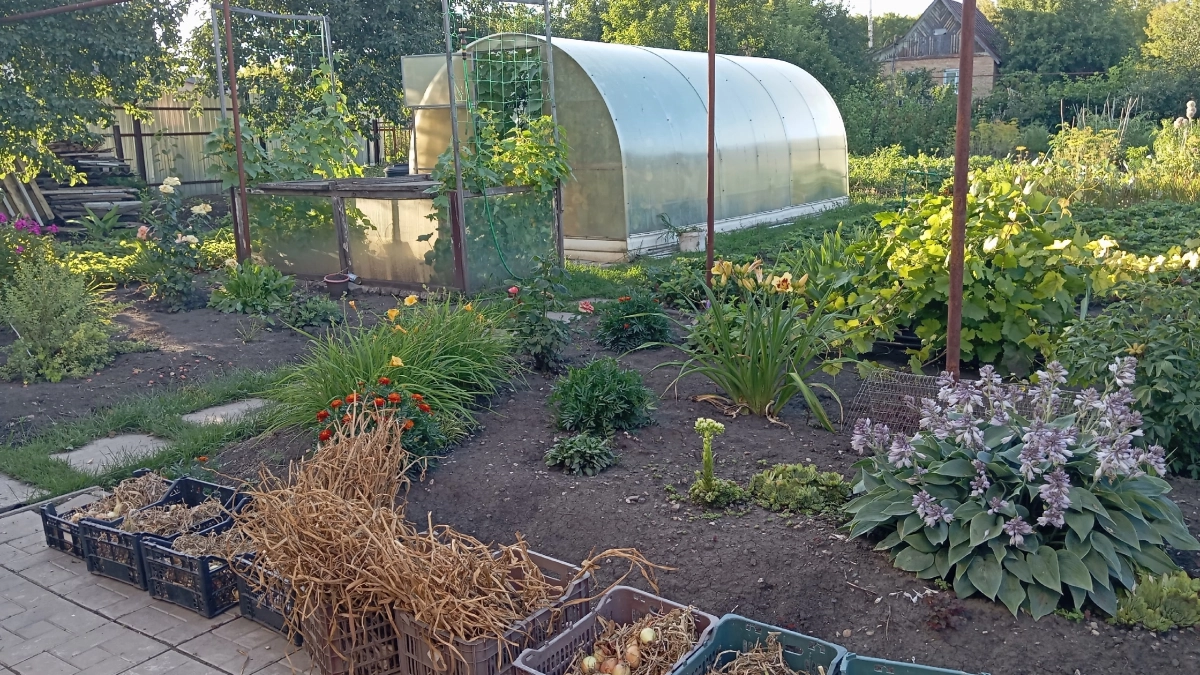 Посадил на участке 5 растений, и клещи бегут, как ошпаренные - мощный зеленый щит до глубокой осени