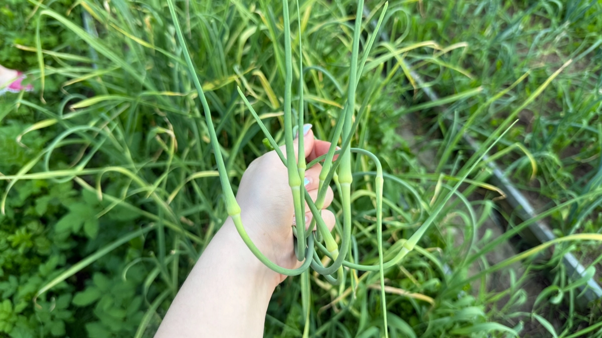 Озимому чесноку весной - обязательно, чтобы получить крупные головки: стрелки изумрудные и головки с кулак 
