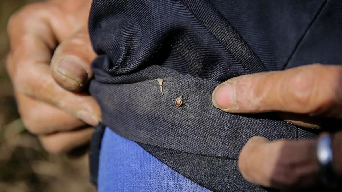 Защищаюсь от клещей за бесплатно: вот почему это работает лучше, чем любые флакончики из магазина