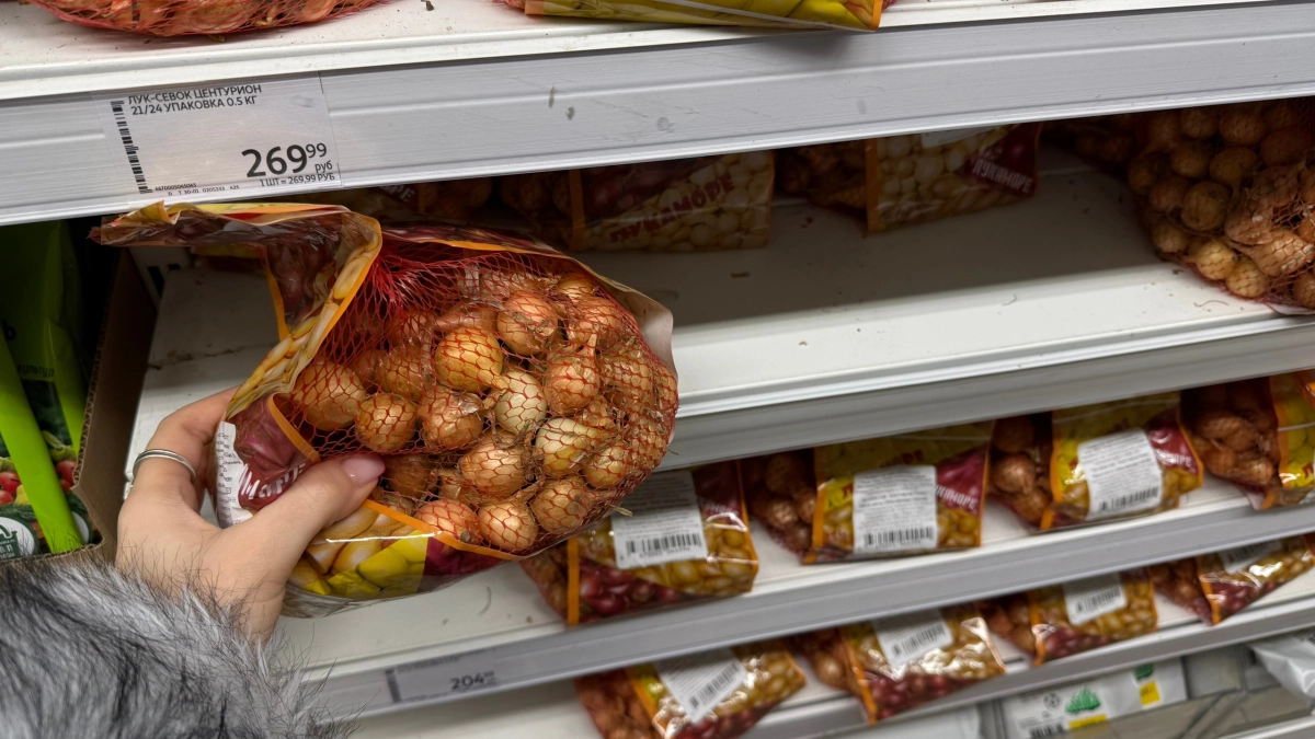 Размер имеет значение: какой лук-севок считается самым урожайным - не болеет и даст урожай даже в аномальное лето 2026