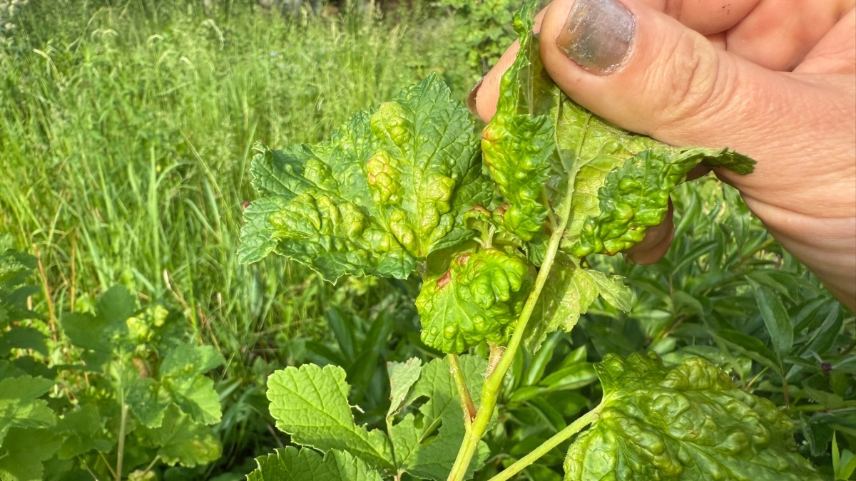 Смородина ждет этого, как манны небесной: 2 ложки под куст в конце апреля - ягоды будут размером с абрикос 