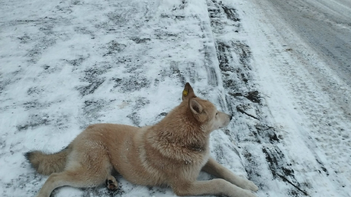 Суд взыскал 50 тыс. рублей за укус собаки школьника из Лямбирского района