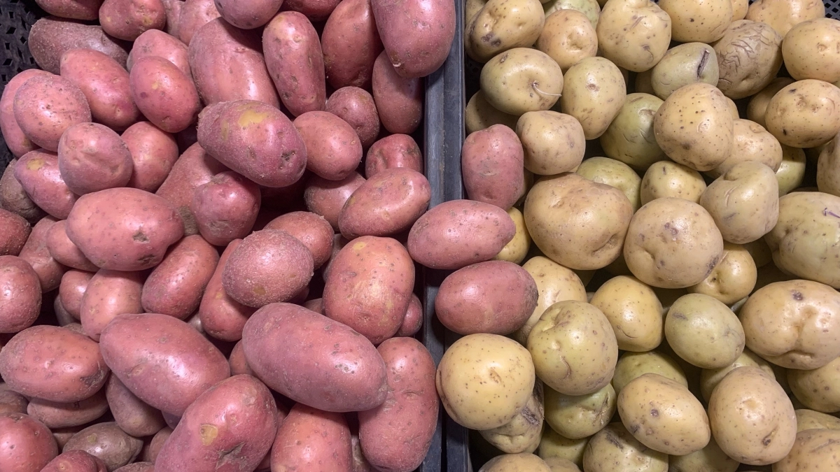 250 г в лунку - картофеля больше, чем в Беларуси: каждый год собираем по 450 кг с сотки 