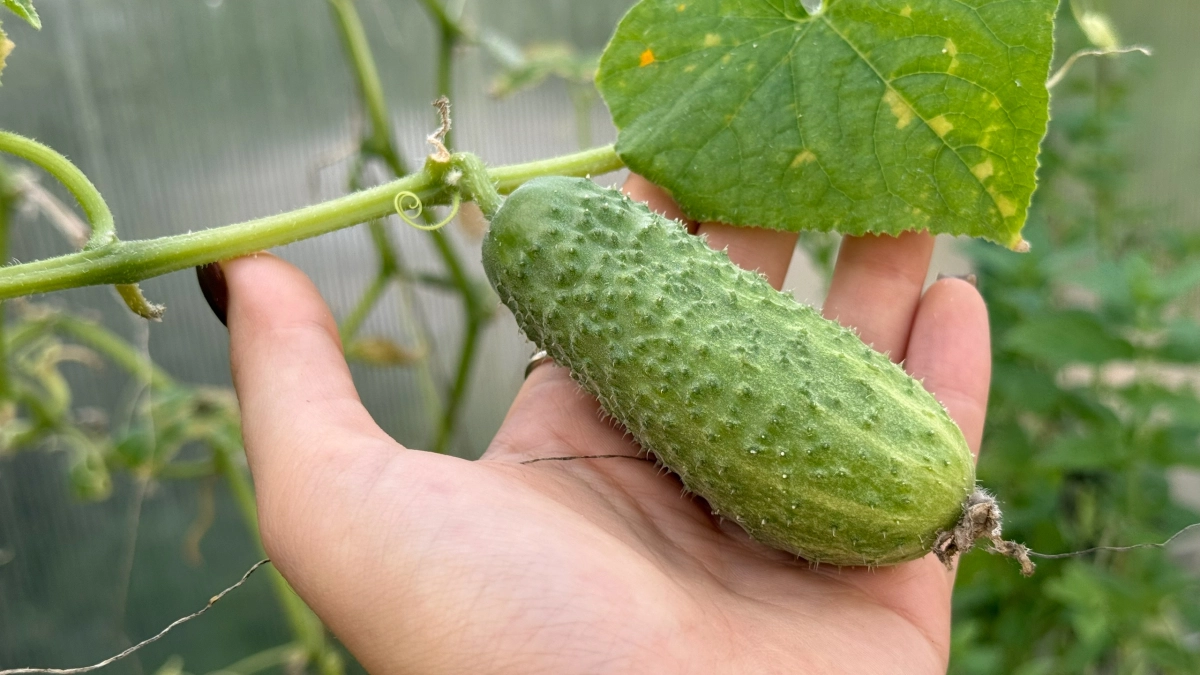 10 кристаллов в воду - и завязи огурцов крепкие, толстенькие, не болеют: идеальная подкормка для огурчиков