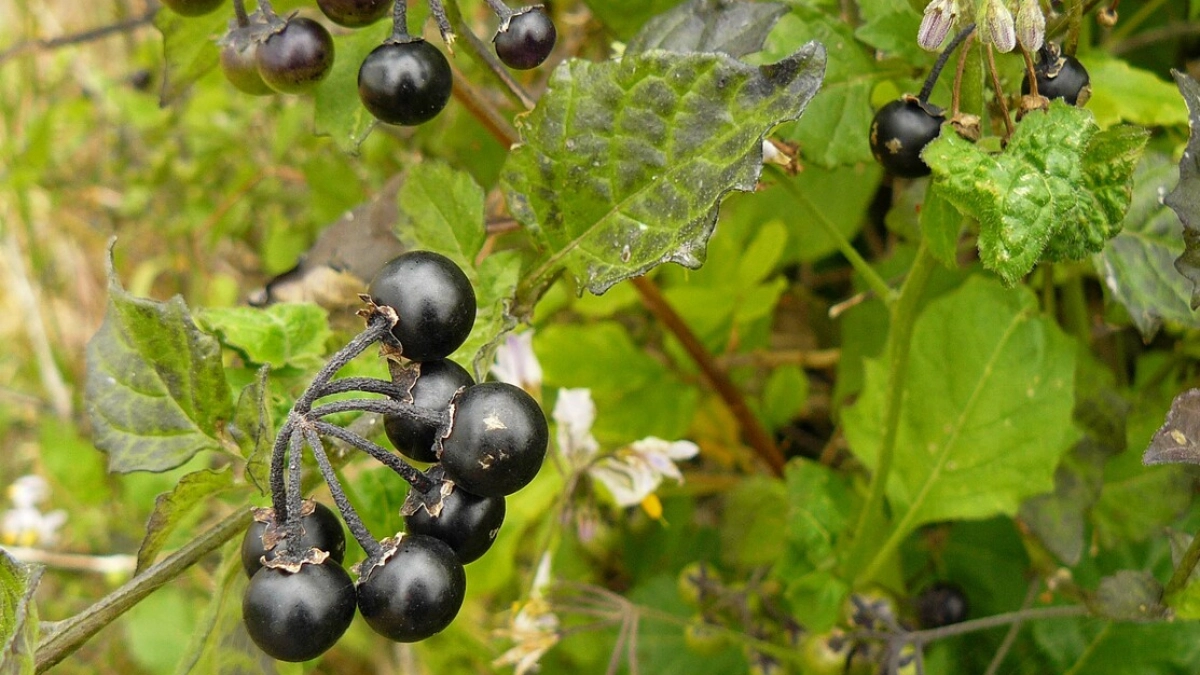 10 гр. под куст - и смородина будет размером с 5 рублевую монету: соседки побагровеют от зависти 