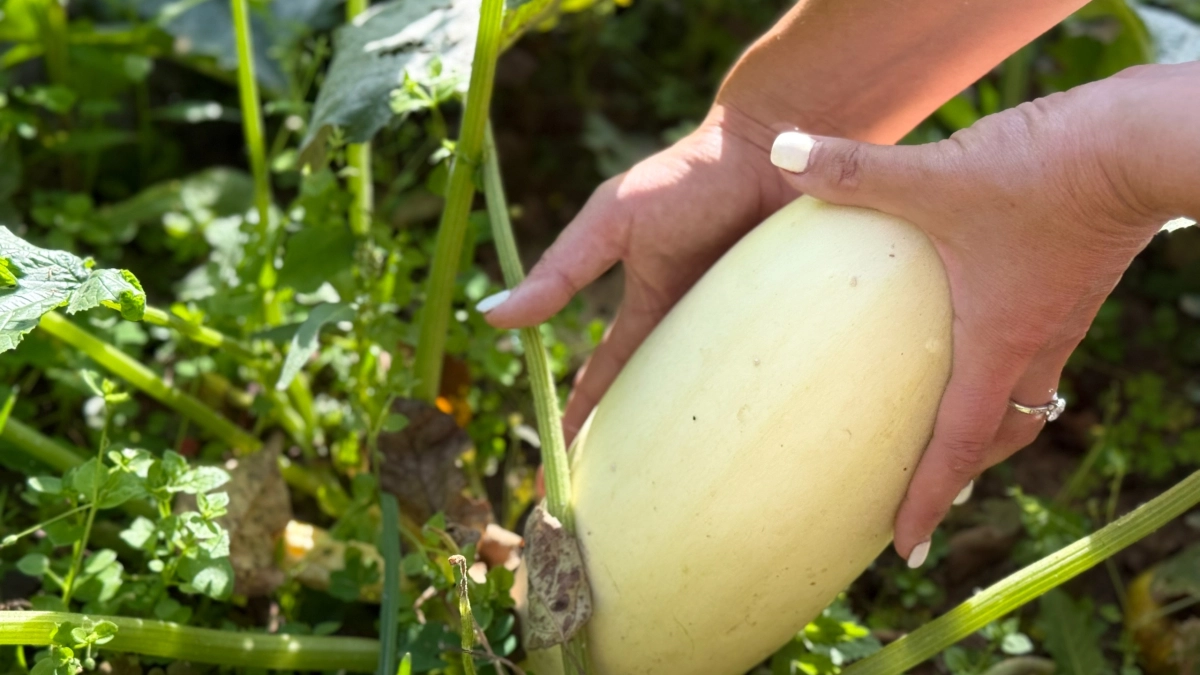 Удваиваю урожай кабачков без затрат: странное место на участке даёт урожай больше и раньше на 2 недели