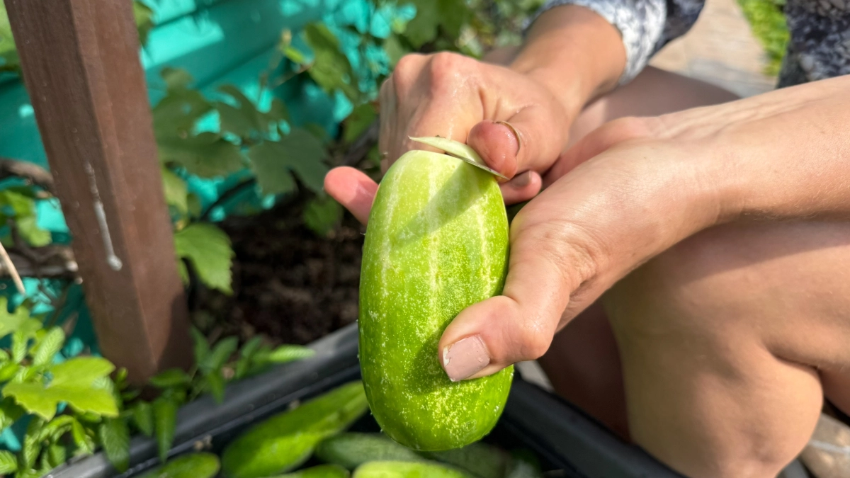 5-литровые бутылки на грядки, и огурцы сажаю смело — без теплицы и удобрений: возвратных заморозков не боюсь