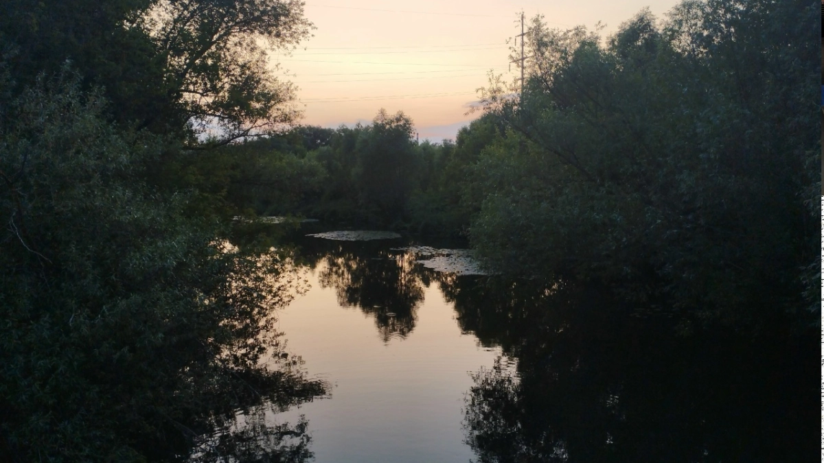 Жителям Мордовии рассказали о правилах поведения при встрече с бобром