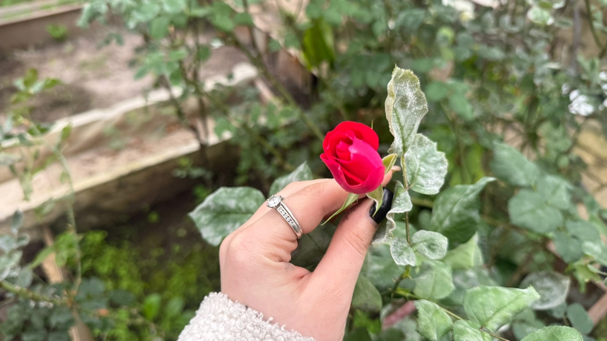 2 пшика на деревья и цветы – и возвратные заморозки побоку: все завязи и бутоны под надежной защитой