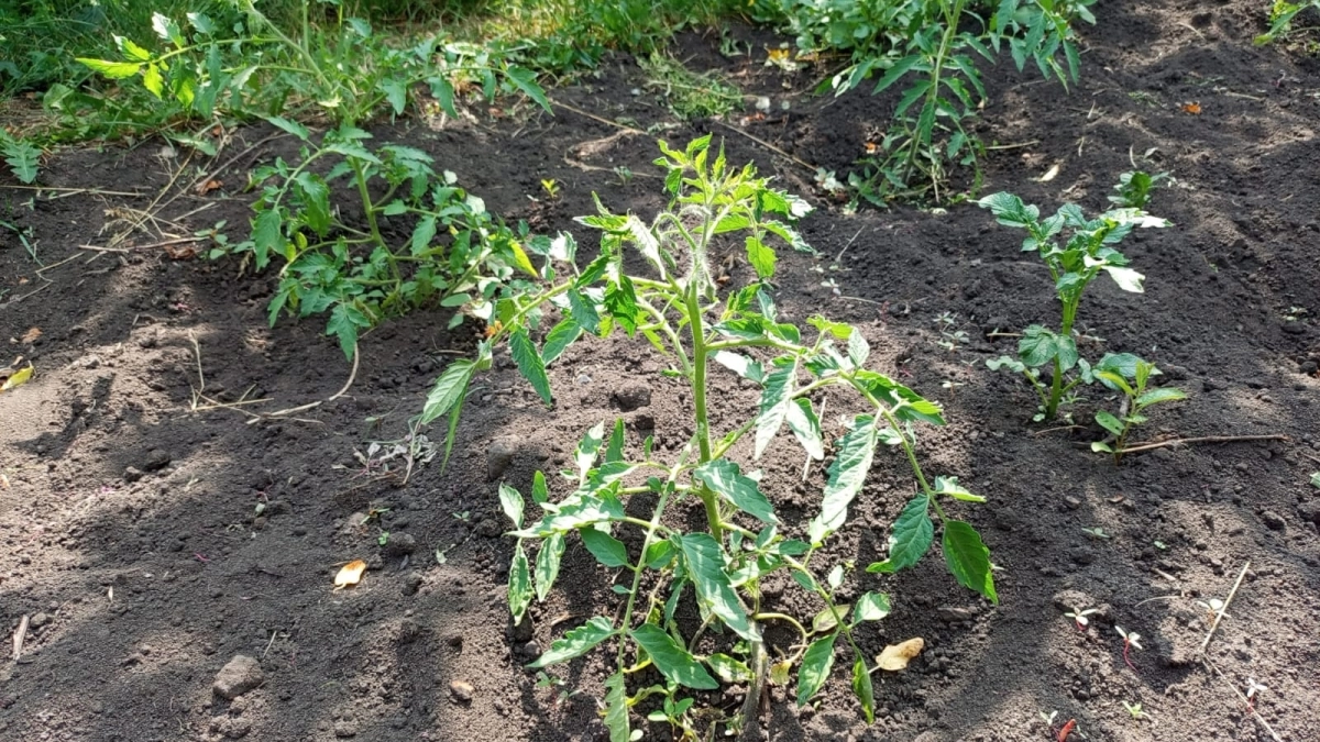 2 горсти на картошку — световые ростки "вылупились" за 3 дня: простой метод подготовить картофель к посадке 