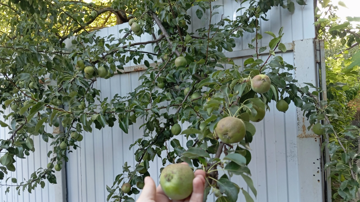 Намазала советской мазью стволы груши и яблони – муравьи канули в Лету: о тле и не вспоминаю