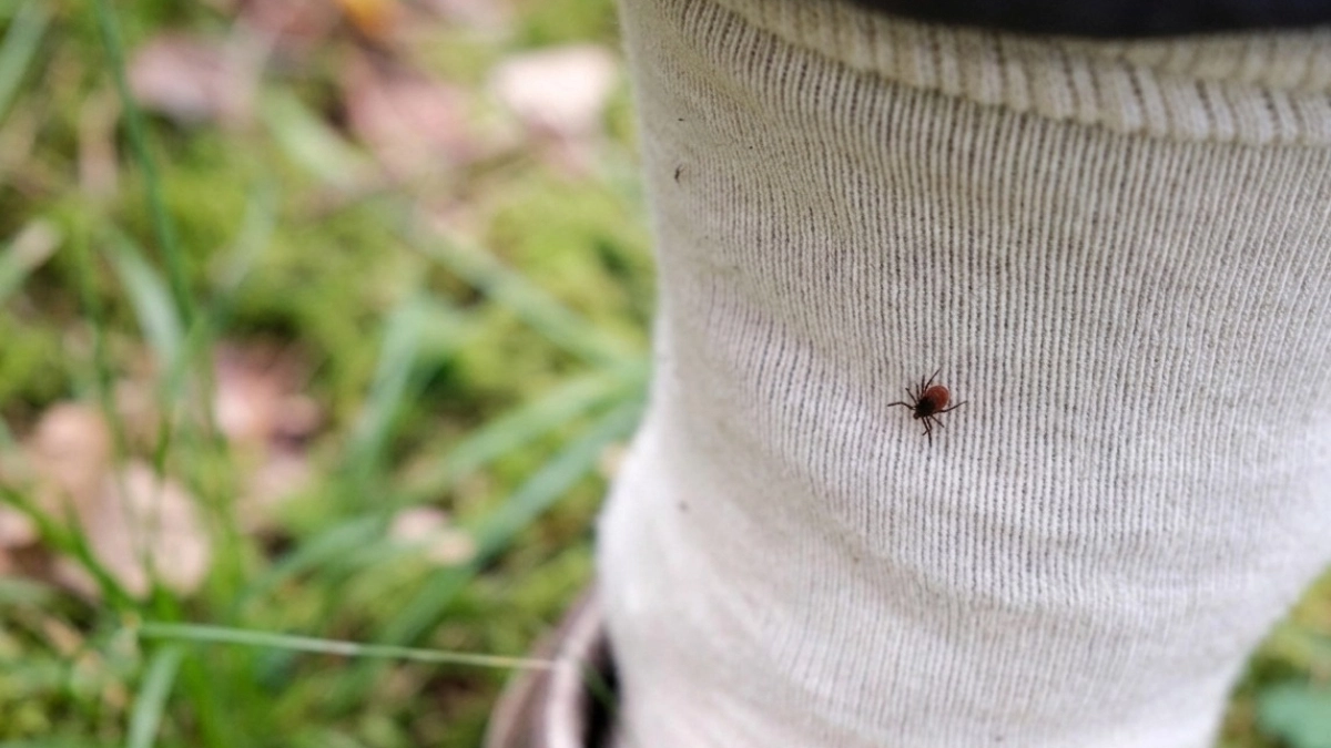 В мае от клещей - 2 капли на носки: безопасно и экологично - целый день с детьми гуляем спокойно