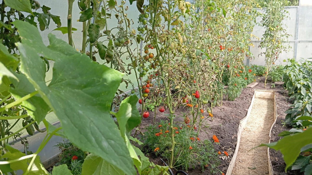 Что посадить рядом с томатами, чтобы они не болели: простые и рабочие правила агротехники