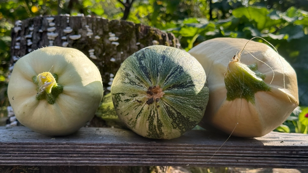 Из 7 только один: какие сорта кабачков действительно стоит сажать — остальные в утиль