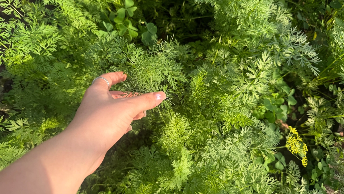 Простой способ посева моркови без прореживания: поливаем бороздки  "кисельком" из бутылки  – и сеем грядку за 1 минуту