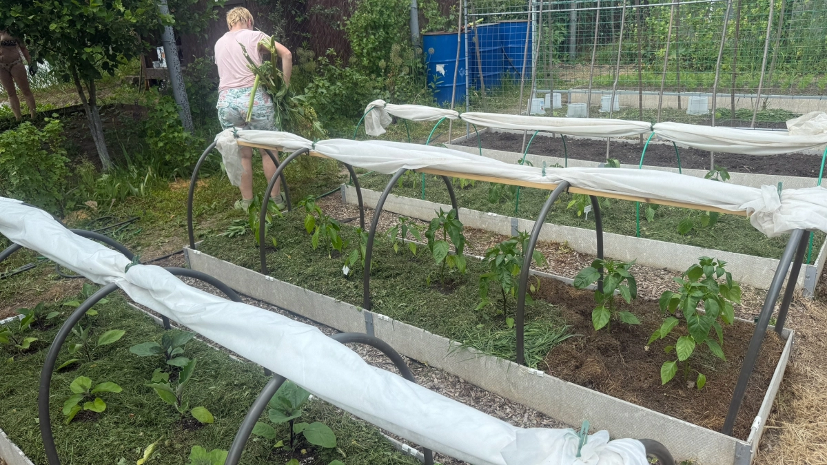 Черное золото из мусорной кучи: 3 действия в апреле, чтобы летом грядки нежились под жирным удобрением