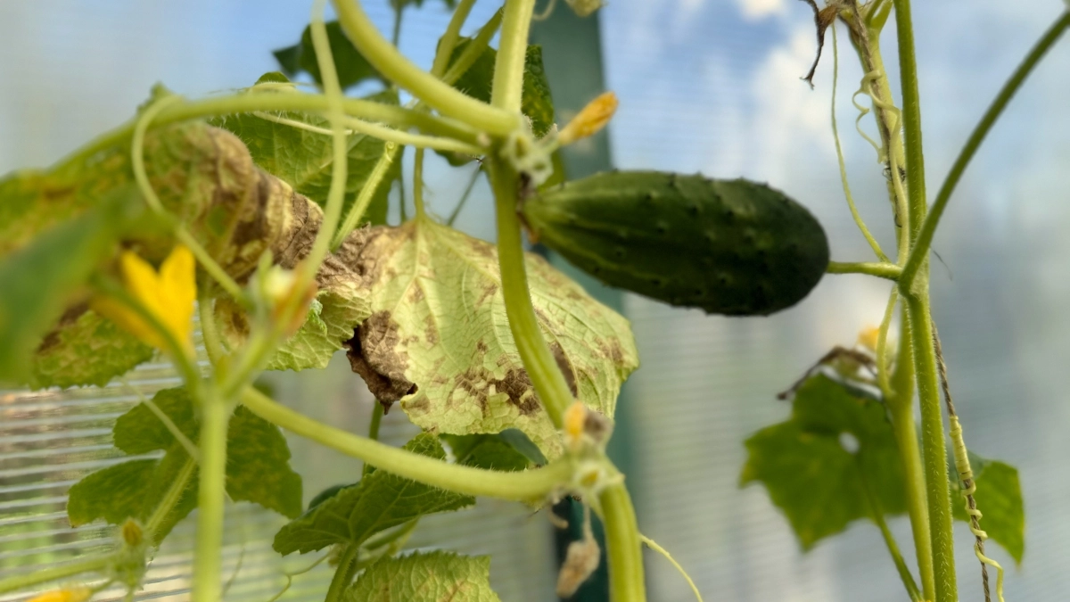 2 горошины в лунку - и огурцы работают в режиме "стахановца": собираем хрустящие зеленцы до октябрьских заморозков