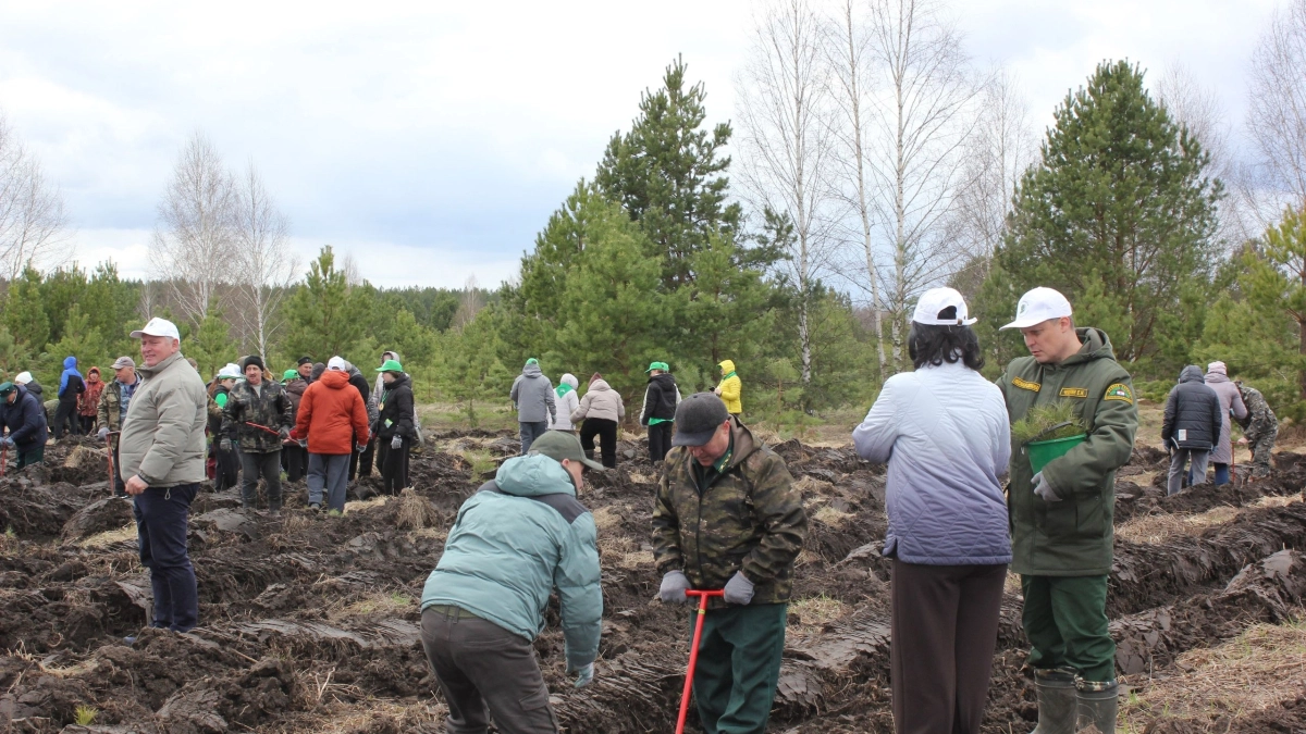 «Сад памяти» в Мордовии: 2000 сосен — живой памятник героям