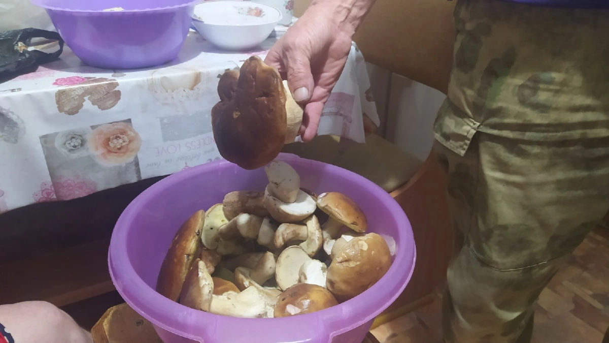 Хитрые грибники уже с урожаем: сезон "тихой охоты" открыт — вот в каких местах нужно искать грибы 