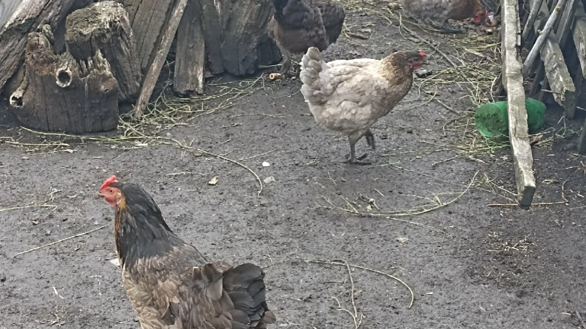 На границе в Мордовии тысяча кур без документов отправилась обратно в Пензенскую область