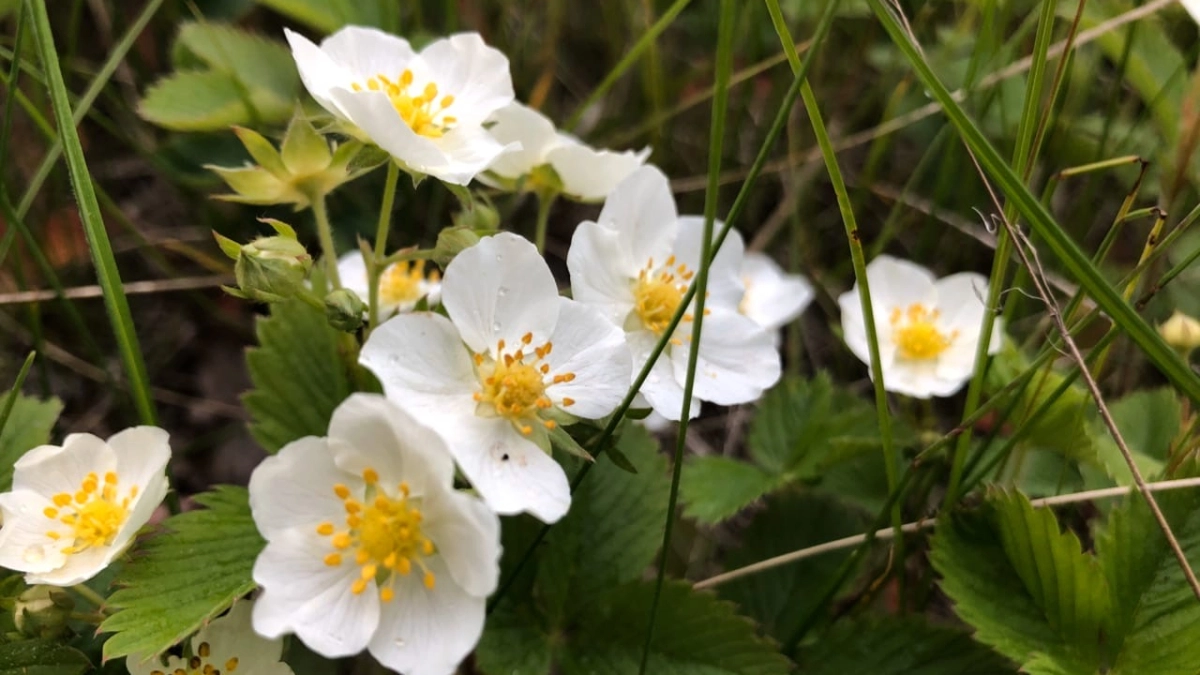 Саранск украсят 300 тысяч цветов