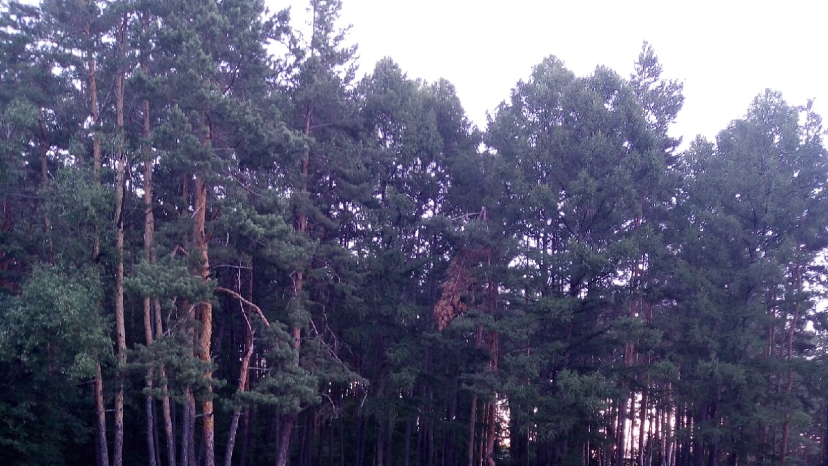 В Мордовии высадили 2 тысячи сосен в память о героях Великой Отечественной войны