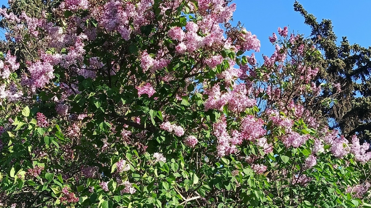 Жители Мордовии могут получить штраф и арест за сломанную сирень в городском парке