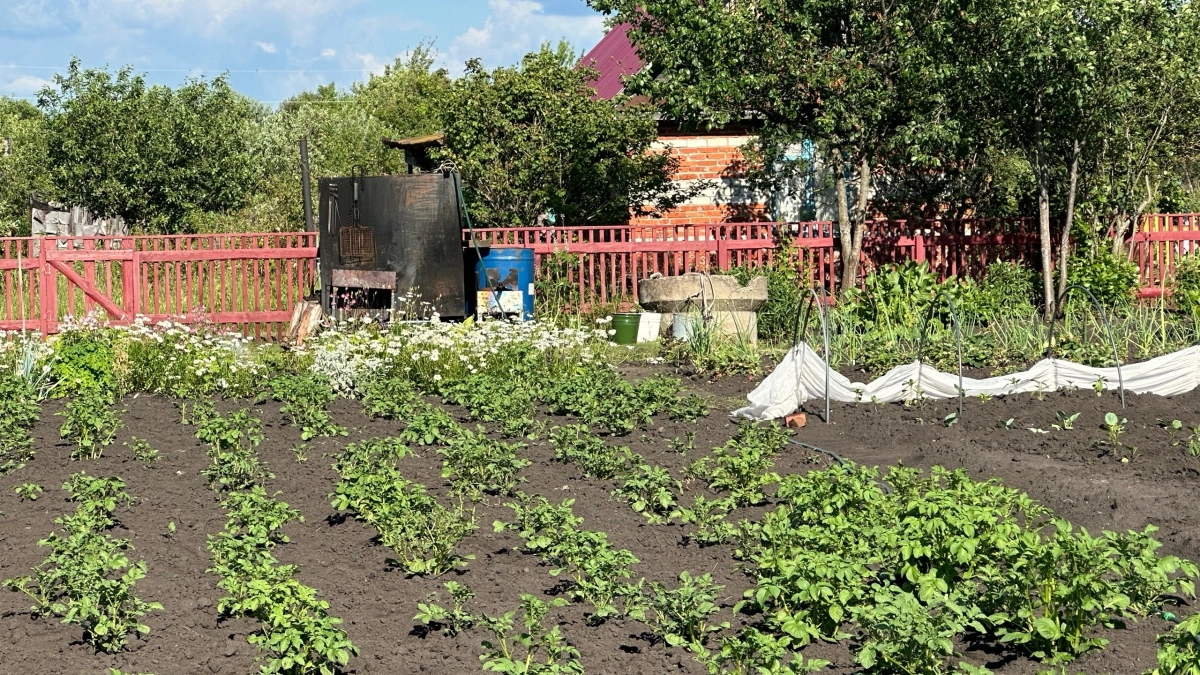Смесь из 4 щепоток в лунку - картошка крупная, по ведру с каждого куста - проволочник не подползает