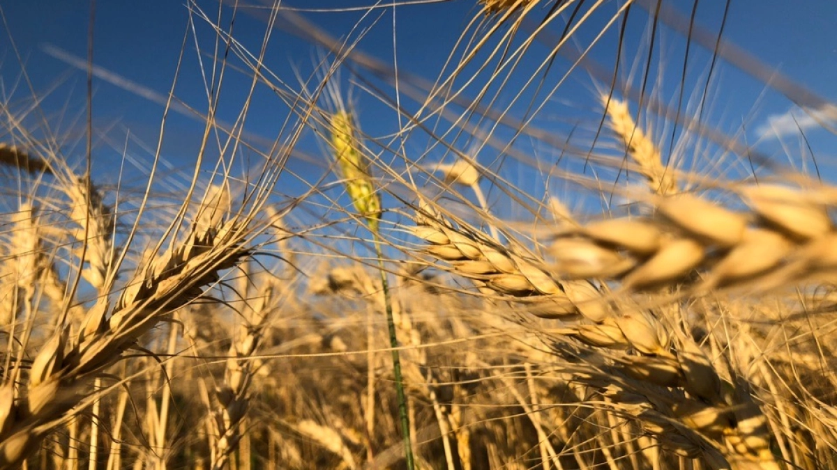 Мордовия - лидер по объёму производства органической продукции в России